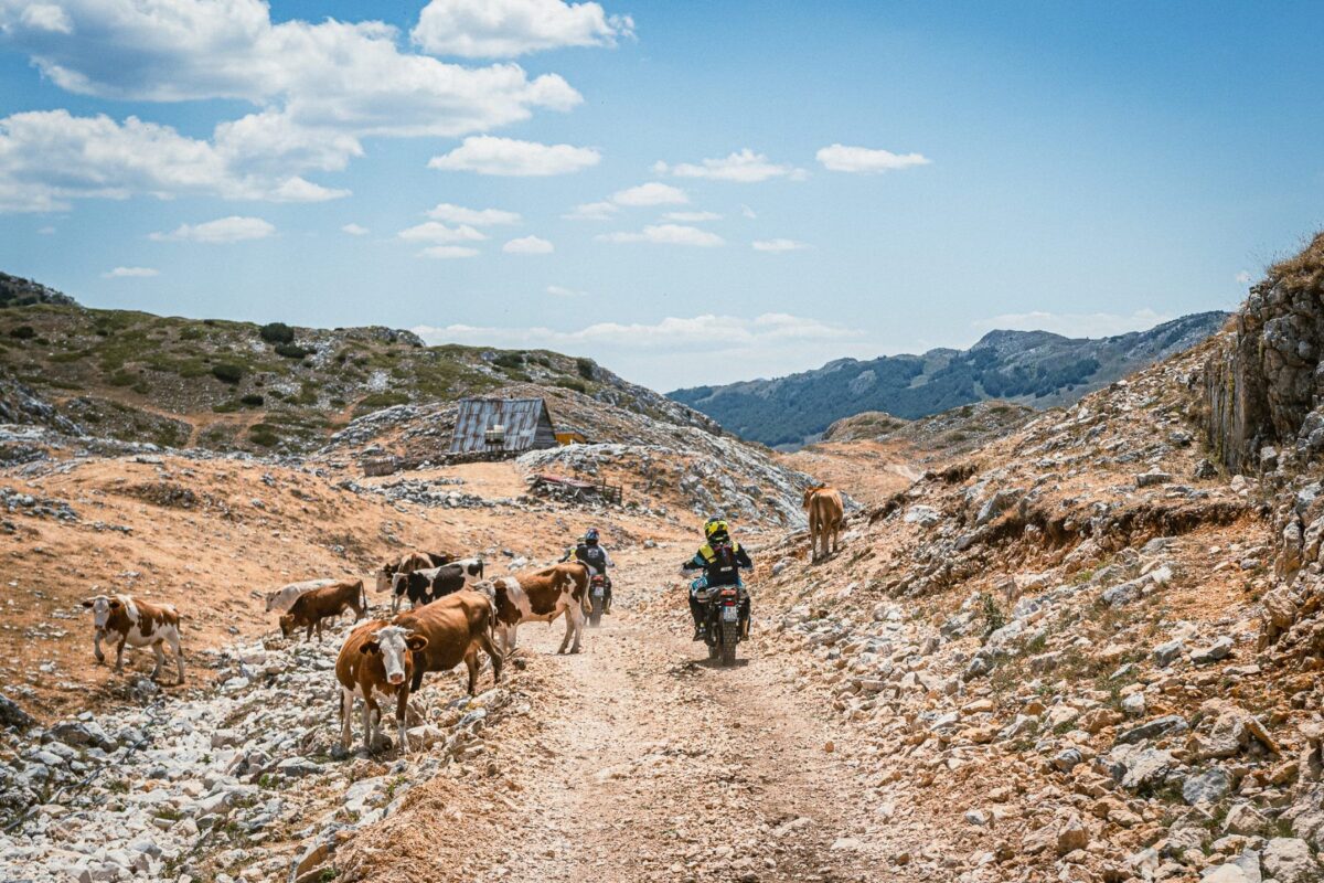 cfmoto adv summit